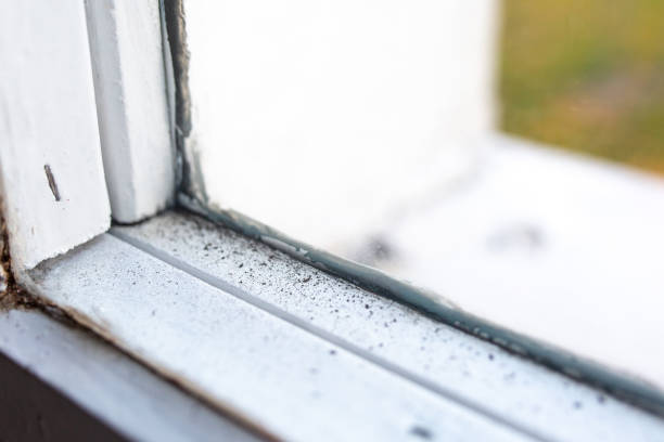 Biohazard Mold Removal in Montrose, CO