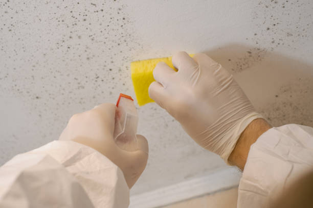 Best Industrial Mold Remediation  in Montrose, CO