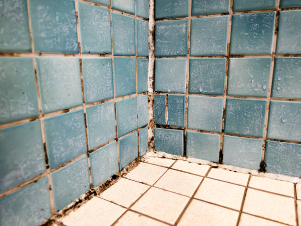 Best Air Quality Testing for Mold Spores  in Montrose, CO