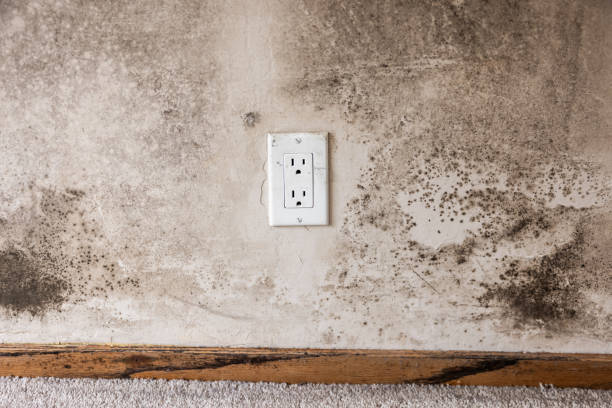 Best Attic Mold Removal  in Montrose, CO