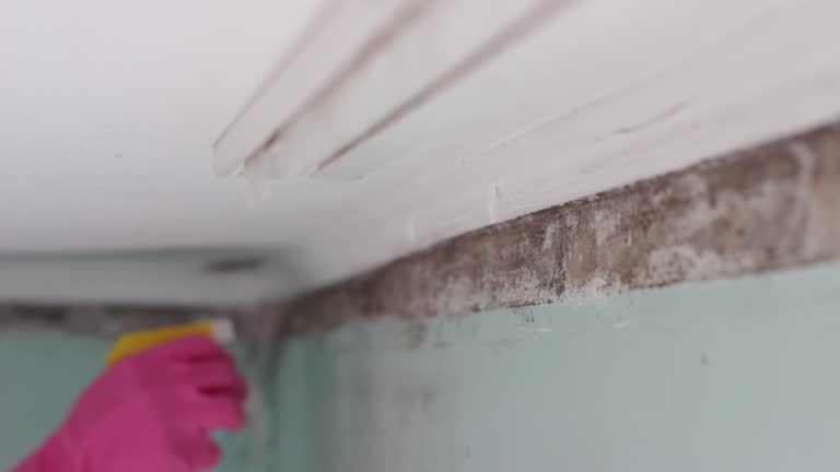 Best Asbestos and Lead Testing During Mold Inspection  in Montrose, CO